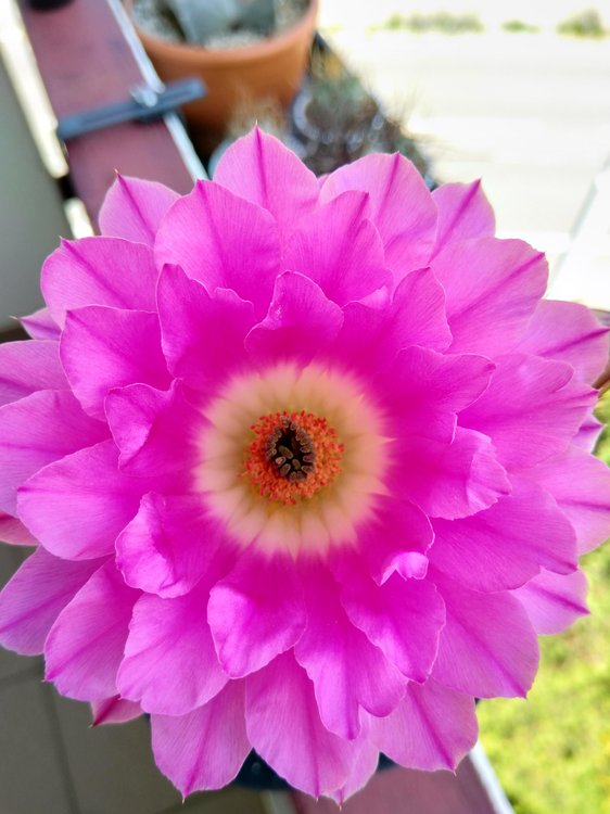 003c-Echinocereus-rigidissimus-v-rubrispinus