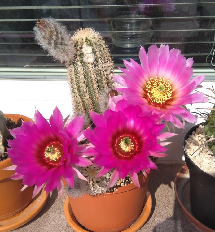 003d-Echinocereus-reichenbachii