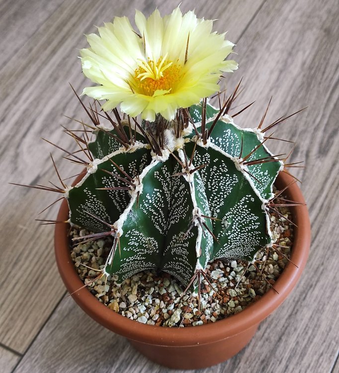 008-Astrophytum-ornatum