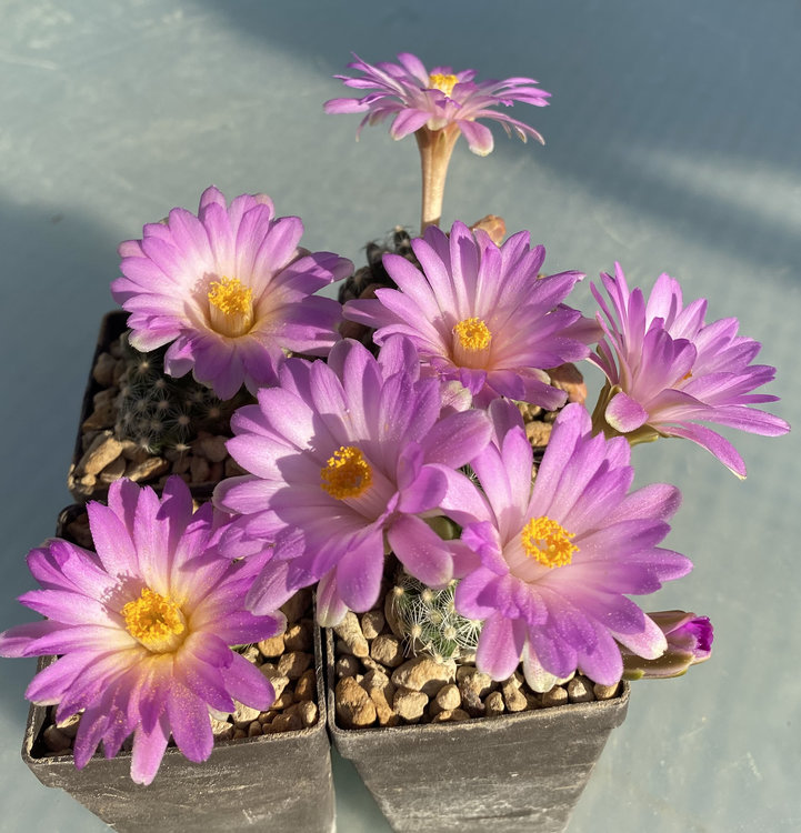 Mammillaria-saboae-v-roczekii-PP-1458-El-Carmen-Canatlan-Dur--2