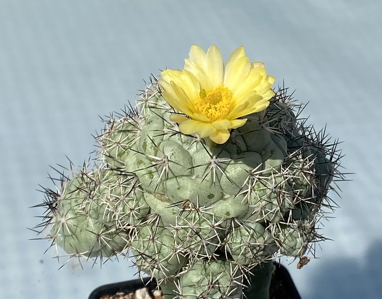 Ortegocactus-macdougallii-MZ-636-3