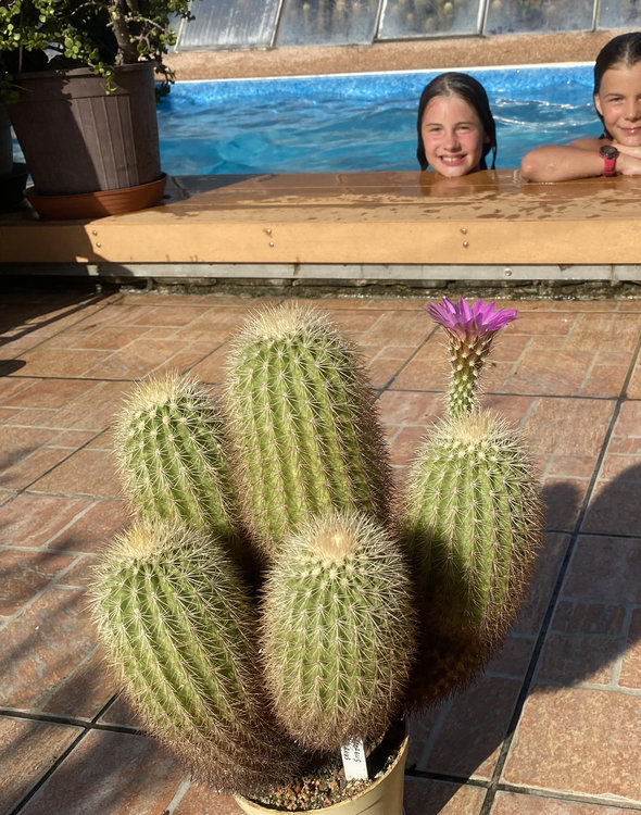 Echinocereus-websterianus