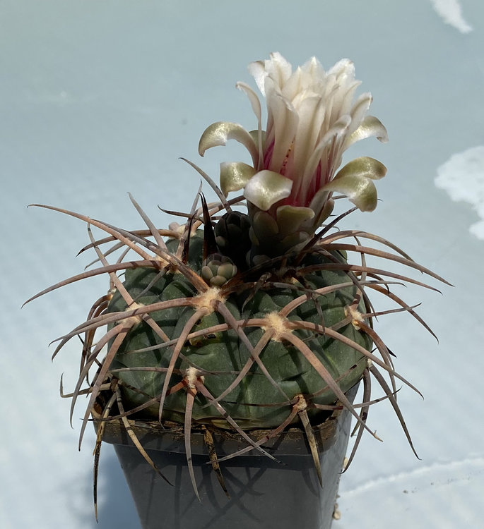 Gymnocalycium-spegazzinii-armatumn-VS-74