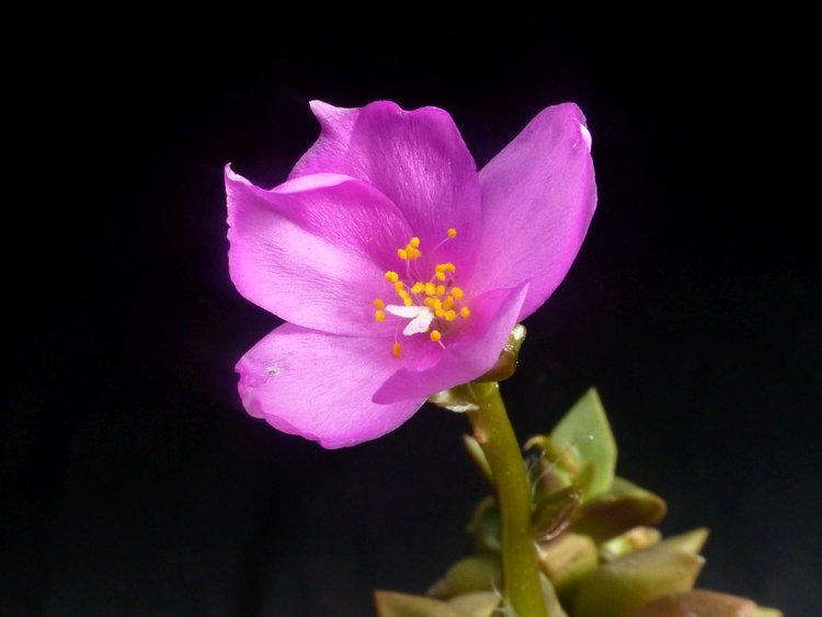 Anacampseros-telephiastrum--kvet