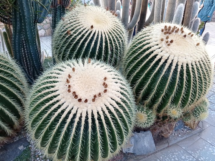 Echinocactus-grusonii