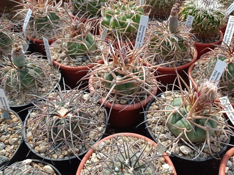 Gymnocalycium-spegazinii