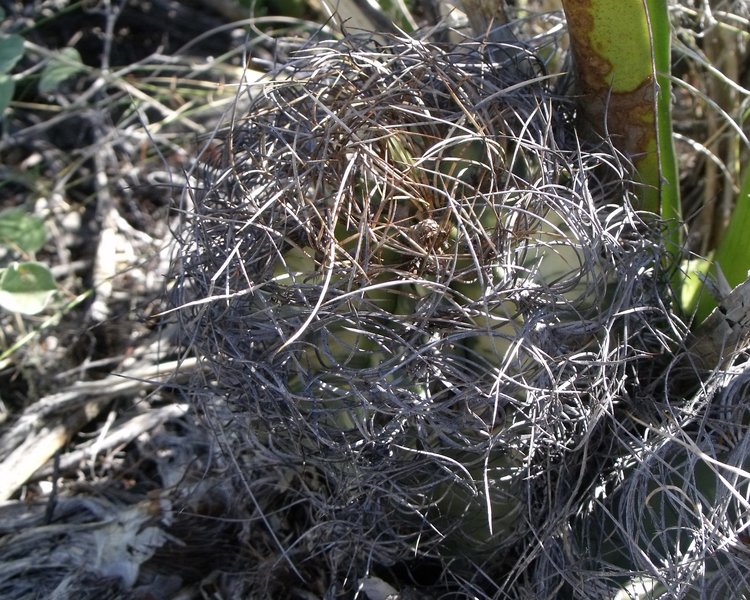 Astrophytum-senile-var-aureum--f-aurea-PT-501-km-27-jizne-Nuevo-Yucatan-COAH-panasovana-forma-3