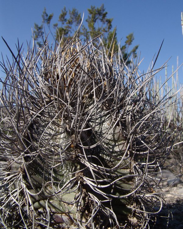 Astrophytum-senile-var-aureum-10-km-severne-Nuevo-Yucatan-COAH-foto-Pavel-Pavlicek