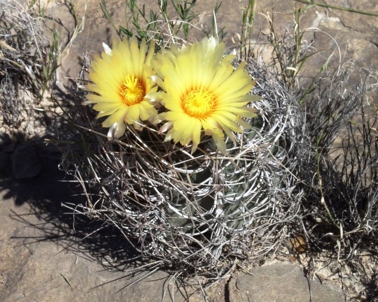 Astrophytum-senile-var-aureum-El-Hundido-COAH-foto-Vlastimil-Lukes-1