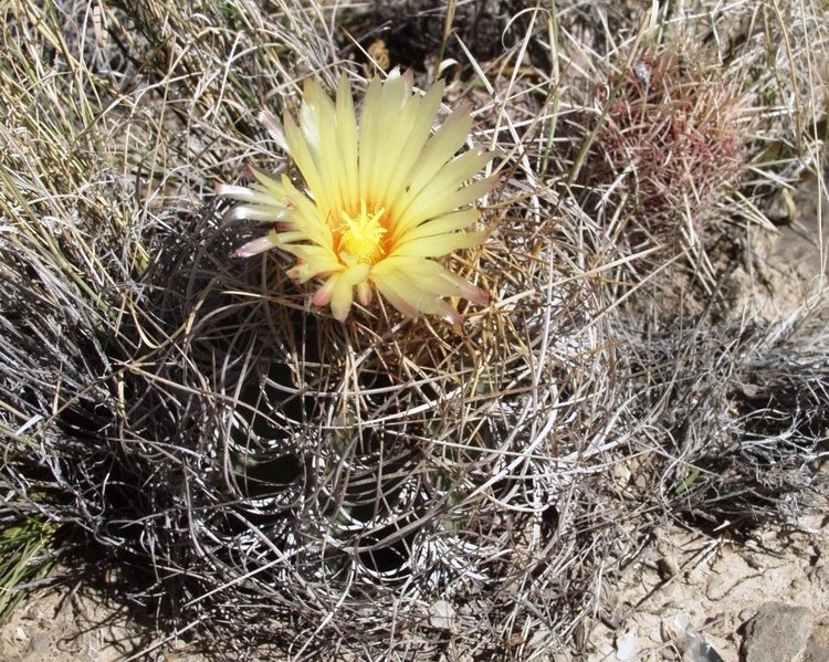 Astrophytum-senile-var-aureum-El-Hundido-COAH-foto-Vlastimil-Lukes-3