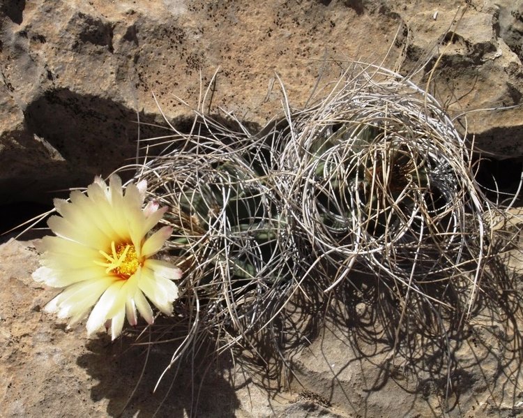 Astrophytum-senile-var-aureum-El-Hundido-COAH-foto-Vlastimil-Lukes-4