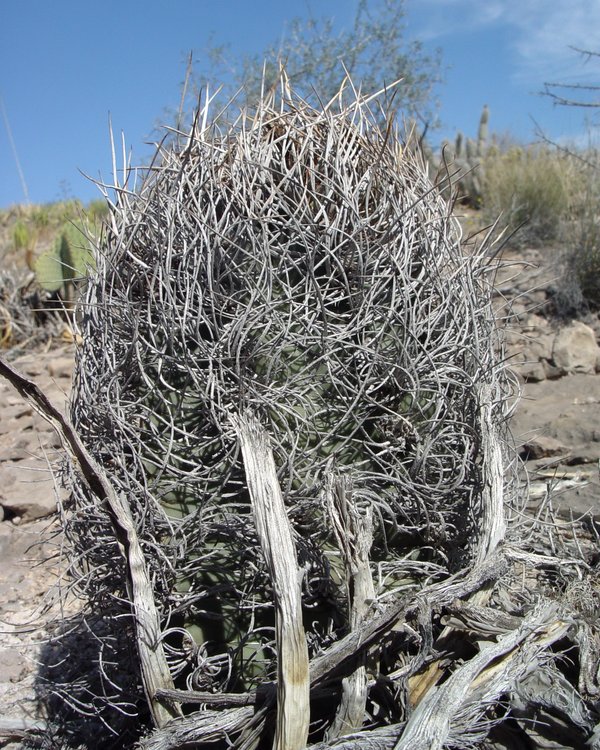 Astrophytum-senile-var-aureum-PP-376-El-Hundido-COAH--foto-Pavel-Pavlicek