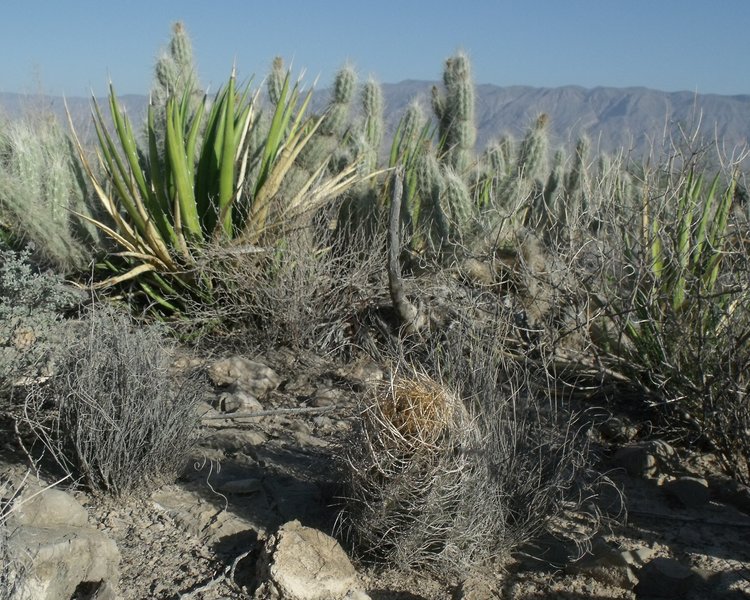 Astrophytum-senile-var-aureum-PT-494-El-Hundido-COAH-2