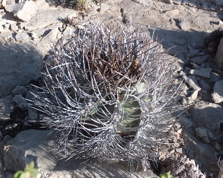 Astrophytum-senile-var-aureum-PT-494-El-Hundido-COAH-foto-Frantisek-Muller