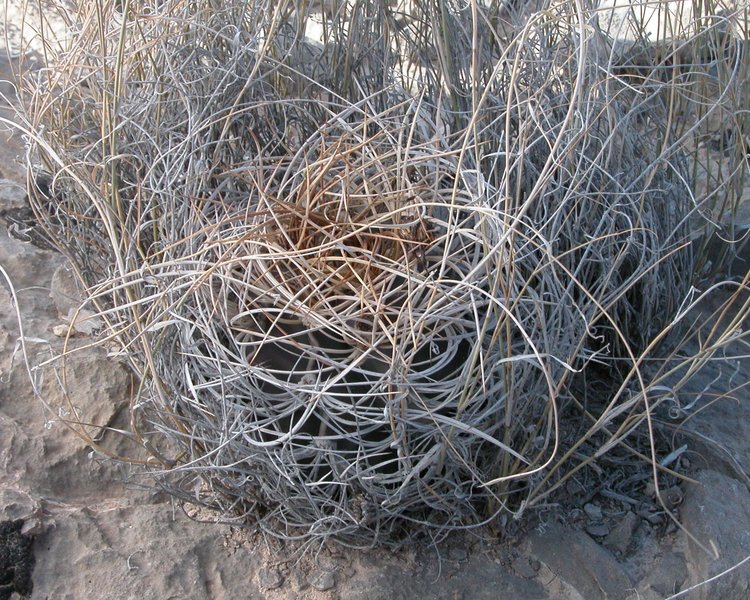 Astrophytum-senile-var-aureum-PT-494-El-Hundido-COAH-foto-Jiri-Horal-1