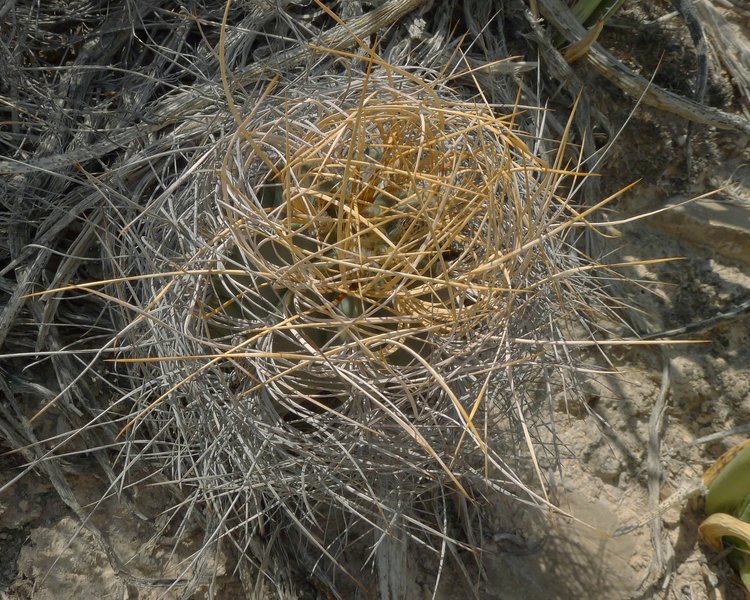 Astrophytum-senile-var-aureum-PT-494-El-Hundido-COAH-foto-Milos-Zaruba-2