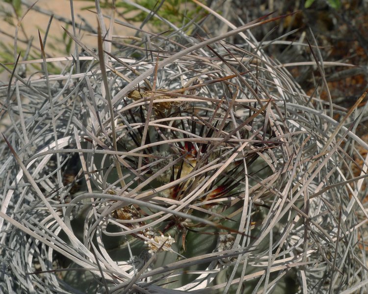 Astrophytum-senile-var-aureum-PT-494-El-Hundido-COAH-foto-Milos-Zaruba-3