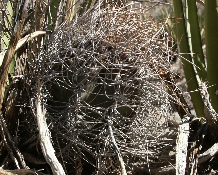 Astrophytum-senile-var-aureum-PT-494-El-Hundido-COAH-foto-Pavel-Cejka