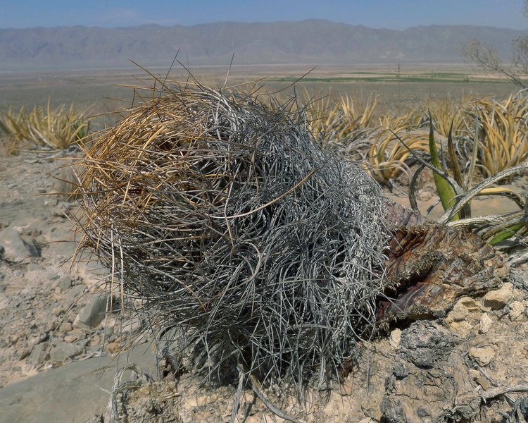 Astrophytum-senile-var-aureum-PT-494-El-Hundido-COAH-naspodu-poskozene-pozarem-foto-Milos-Zaruba-5