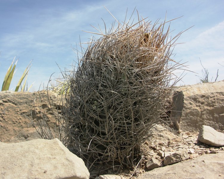 Astrophytum-senile-var-aureum-PT-494-El-Hundido-COAH-foto-Milos-Zaruba-4