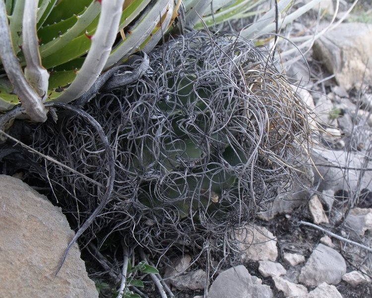 Astrophytum-senile-var-aureum-PT-501-km-27-jizne-Nuevo-Yucatan-COAH-2