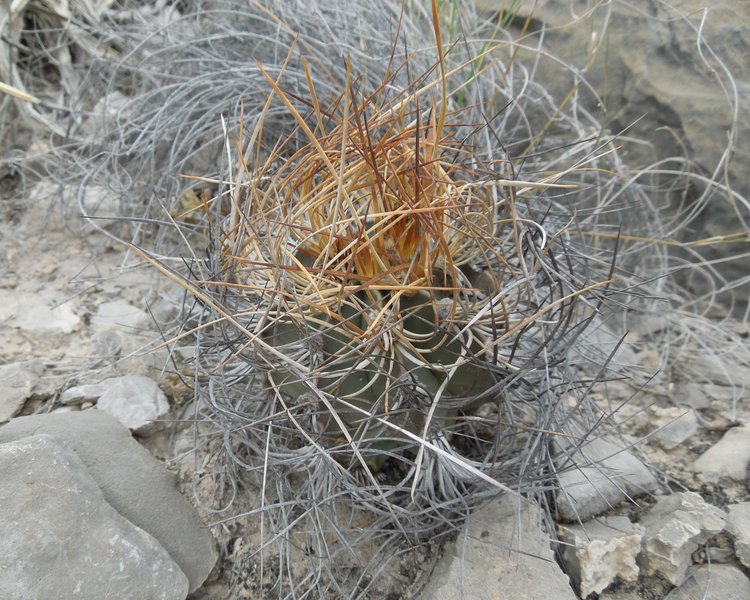 Astrophytum-senile-var-aureum-PT-501-km-27-jizne-Nuevo-Yucatan-COAH-4