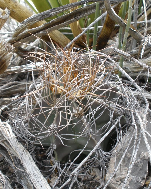 Astrophytum-senile-var-aureum-PT-501-km-27-jizne-Nuevo-Yucatan-COAH-5