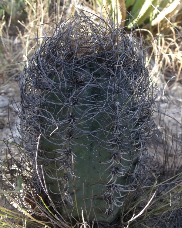 Astrophytum-senile-var-aureum-PT-502-km-43-severne-Nuevo-Yucatan-COAH-1