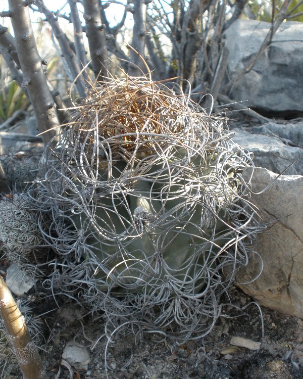 Astrophytum-senile-var-aureum-PT-502-km-43-severne-Nuevo-Yucatan-COAH-2