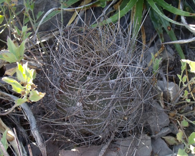 Astrophytum-senile-var-aureum-PT-502-km-43-severne-Nuevo-Yucatan-COAH-4