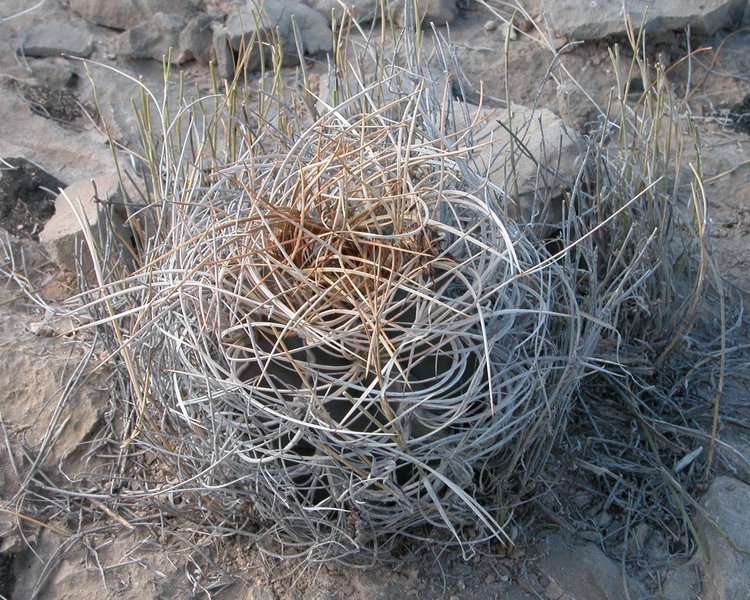 Astrophytum-senile-var-aureum-PT-502-km-43-severne-Nuevo-Yucatan-COAH-foto-Jiri-Horal--2