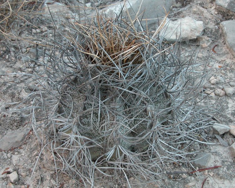 Astrophytum-senile-var-aureum-PT-502-km-43-severne-Nuevo-Yucatan-COAH-foto-Jiri-Horal-1