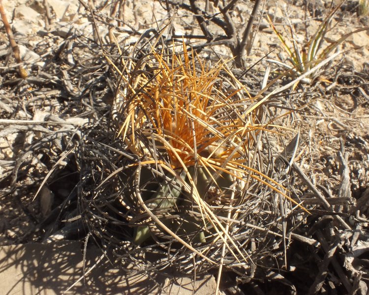 Astrophytum-senile-var-aureum-PT-502-km-43-severne-Nuevo-Yucatan-COAH-foto-Jiri-Horal-3