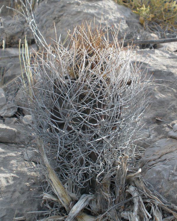 Astrophytum-senile-var-aureum-PT-639-jizne-Mala-Noche-COAH-4