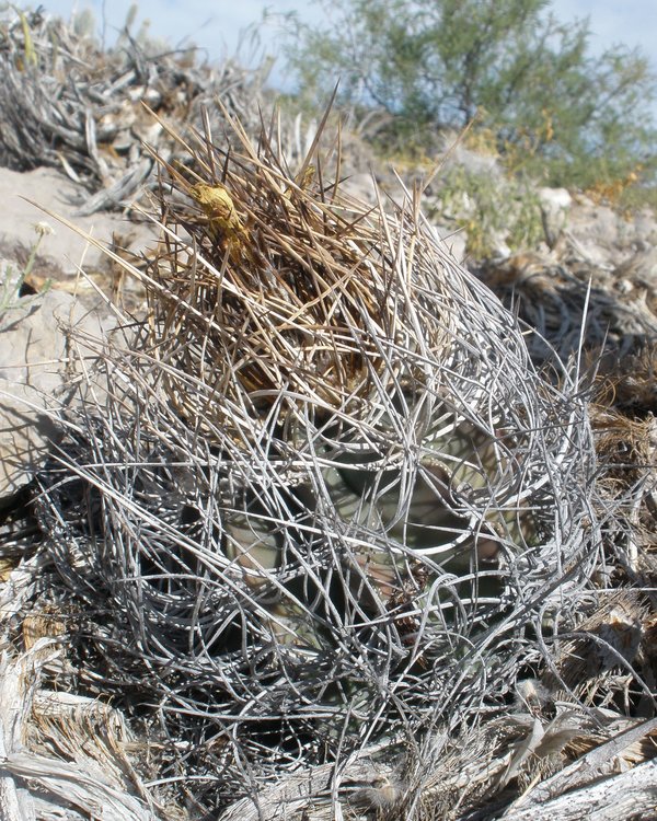 Astrophytum-senile-var-aureum-PT-639-jizne-Mala-Noche-COAH-6