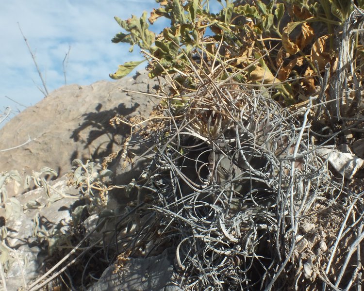 Astrophytum-senile-var-aureum-PT-639-jizne-Mala-Noche-COAH-foto-Jiri-Horal-2