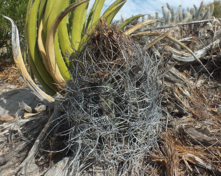 Astrophytum-senile-var-aureum-PT-639-jizne-Mala-Noche-COAH-foto-Jiri-Horal-4