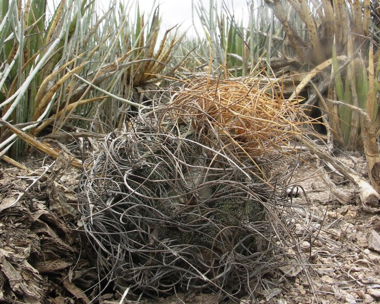 Astrophytum-senile-var-aureum-PT-645-km-67-severne-Nuevo-Yucatan-COAH-foto-Jiri-Horal-1