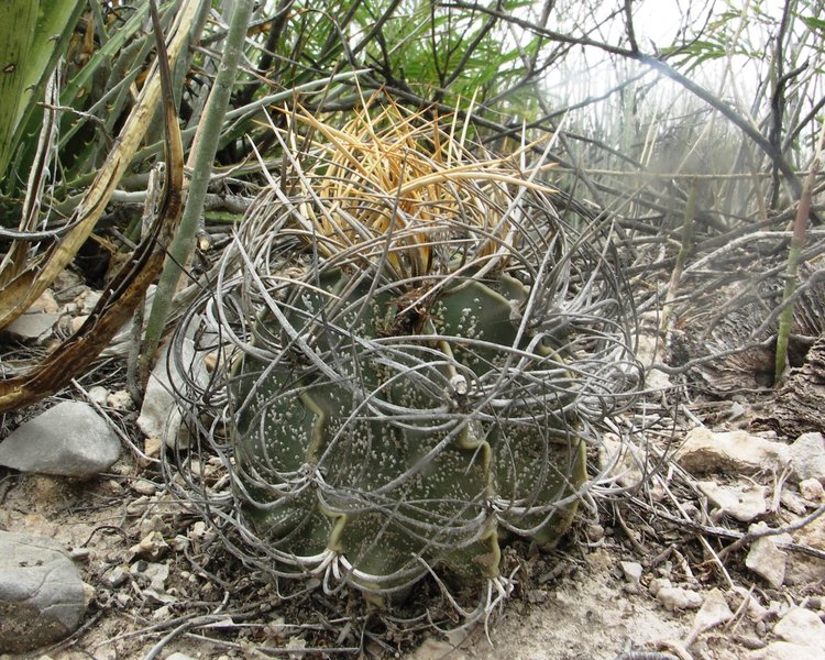 Astrophytum-senile-var-aureum-PT-645-km-67-severne-Nuevo-Yucatan-COAH-foto-Jiri-Horal-2