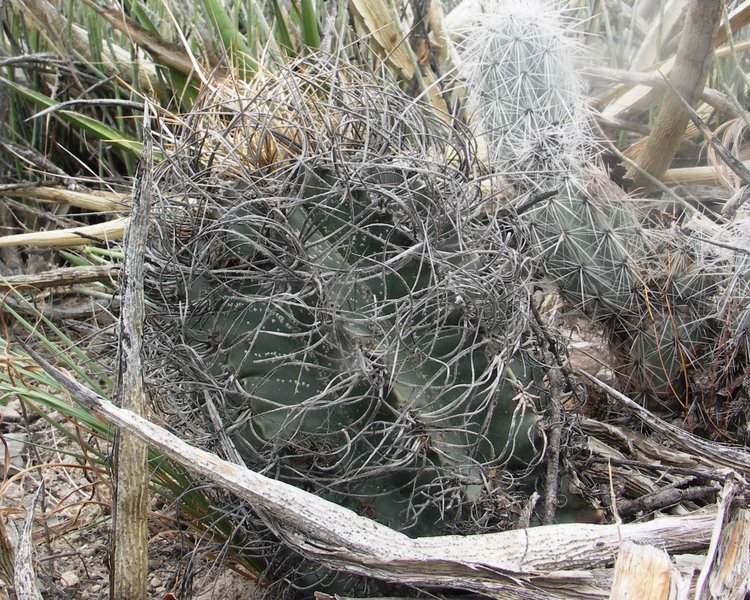 Astrophytum-senile-var-aureum-PT-645-km-67-severne-Nuevo-Yucatan-COAH-foto-Jiri-Horal-3