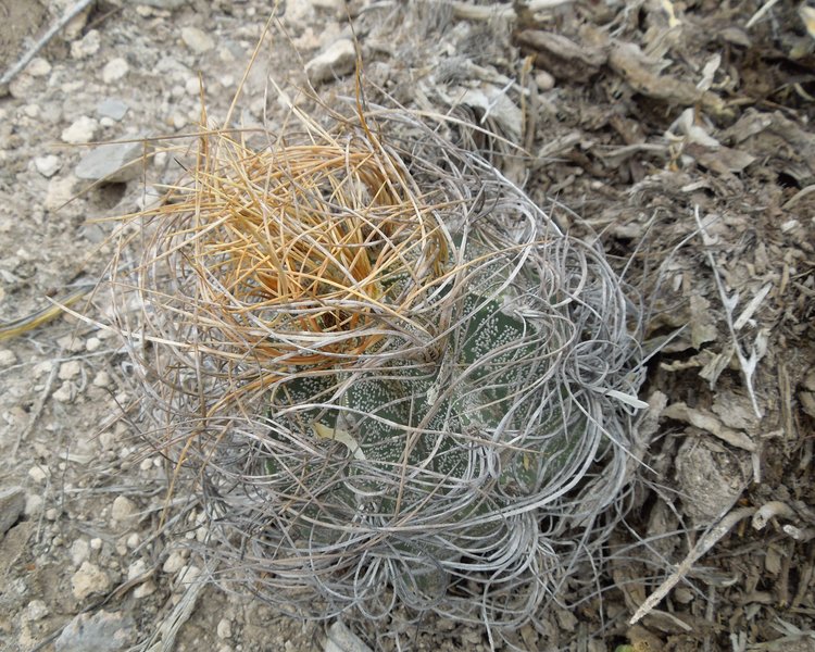 Astrophytum-senile-var-aureum-PT-645-km-67-severne-Nuevo-Yucatan-COAH-foto-Jiri-Pejcochl-2