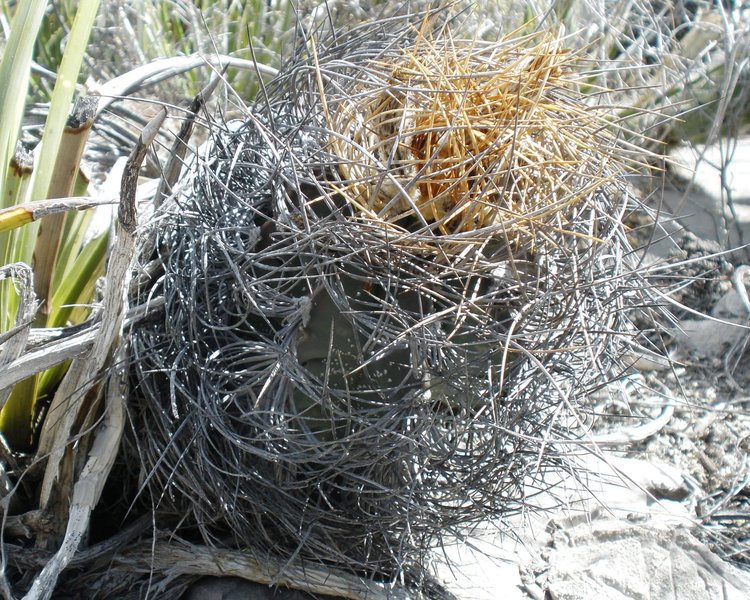 Astrophytum-senile-var-aureum-PT-645-km-67-severne-Nuevo-Yucatan-COAH