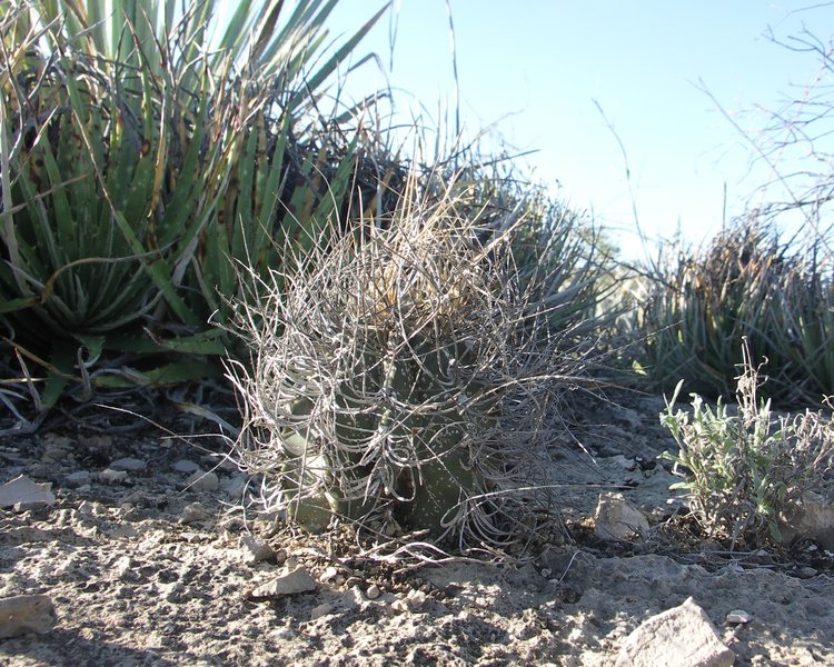 Astrophytum-senile-var-aureum-PT-645-u-Nuevo-Yucatan-COAH-foto-Jiri-Horal-1