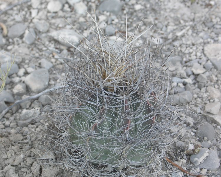 Astrophytum-senile-var-aureum-PT-645-u-Nuevo-Yucatan-COAH-vlockovana-forma-foto-Jiri-Horal-2