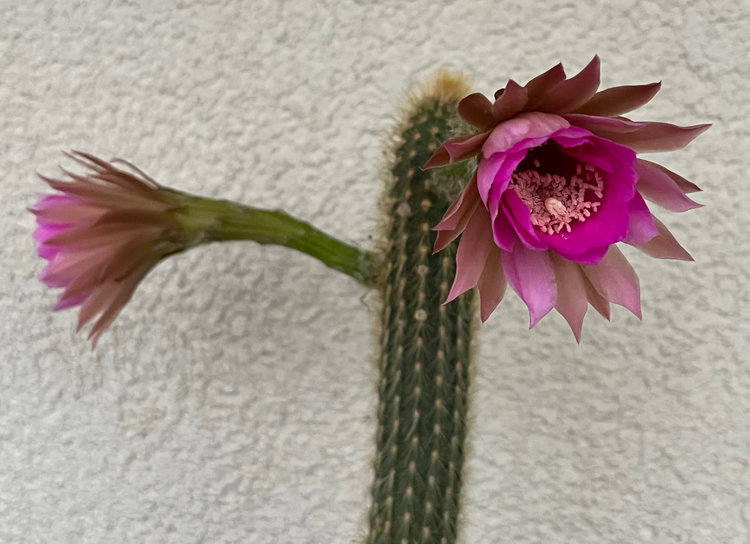 Trixanthocereus-blossfeldiorum