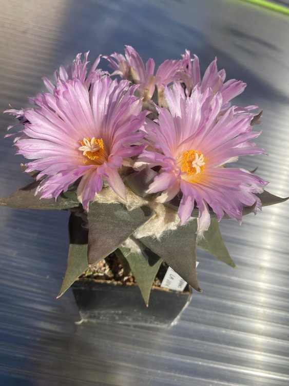 Ariocarpus-retusus-La-Joya-PP-10614