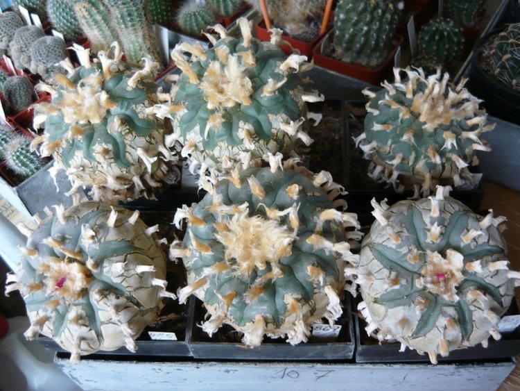 2023312-Lophophora-williamsii-a-pluricostata