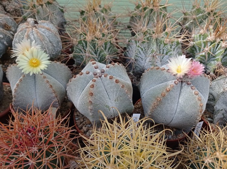 Astrophytum-myriostigma