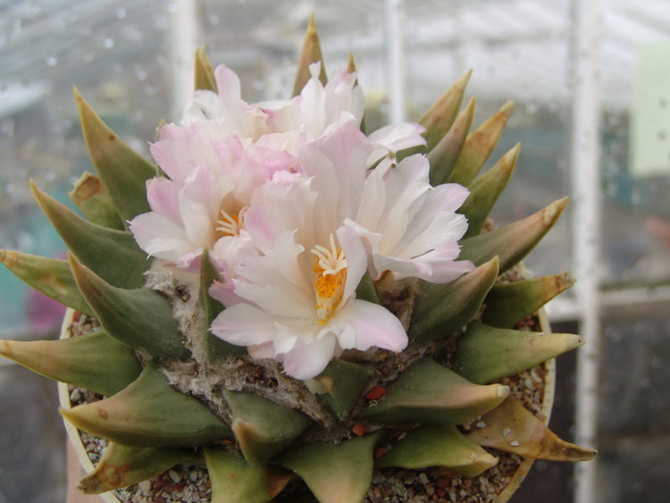 Ariocarpus-retusus-PP-351-La-Ascension-NL-3