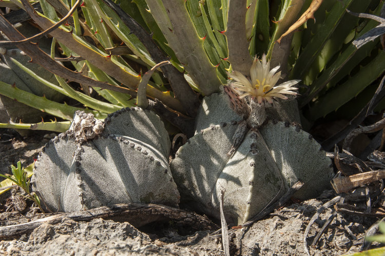 astrophytum_myriostigma_1